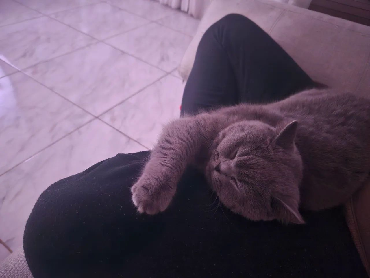 Filhotes de gato British shorthair  - Foto 4