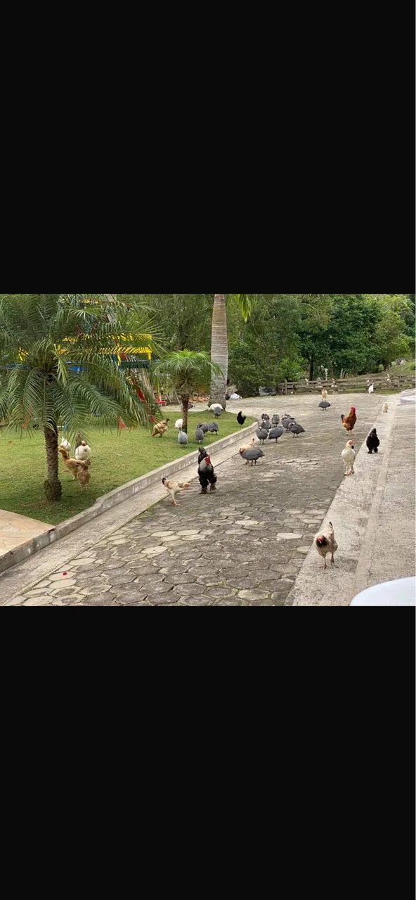 Sítio com casa de novela , estuda permuta  - Foto 2