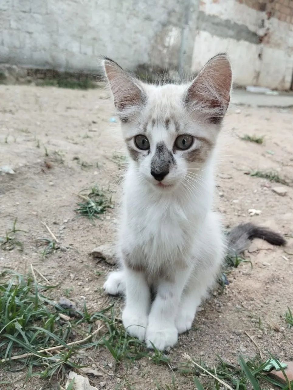 Gatinhos de 3 meses para adoção 
