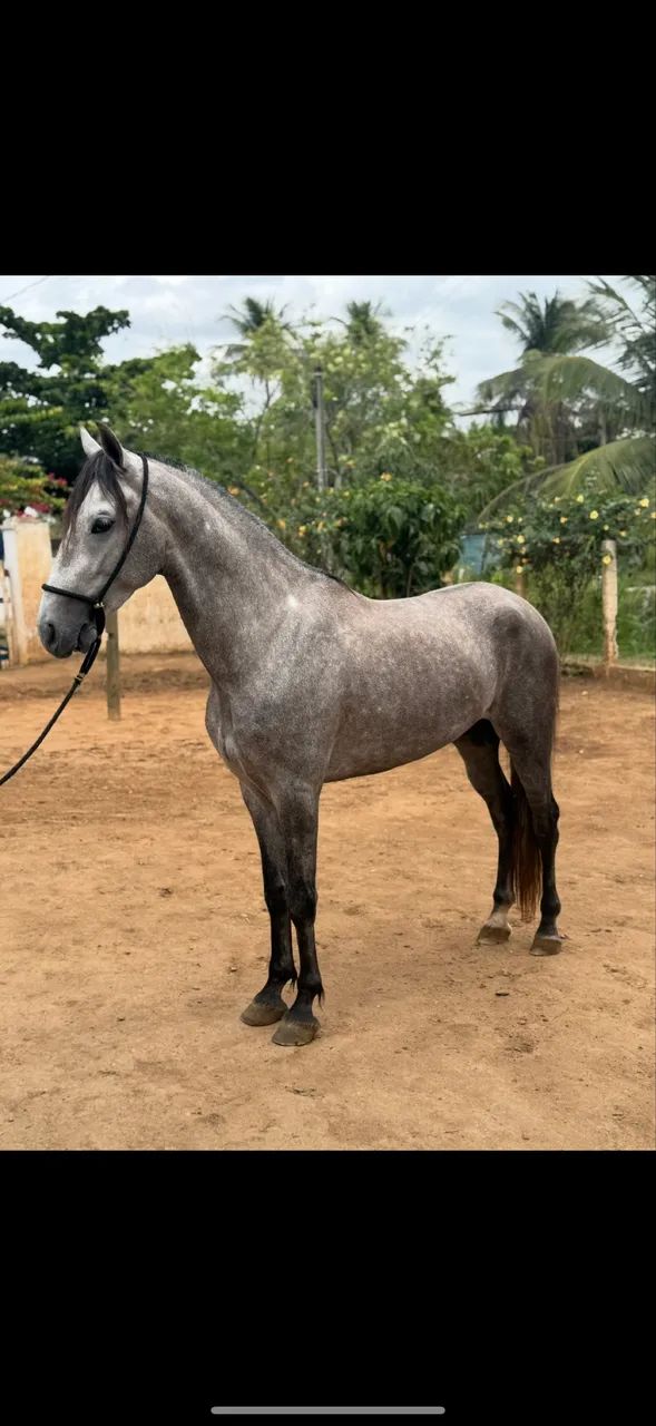 Cavalo mangalarga premiado em pista 