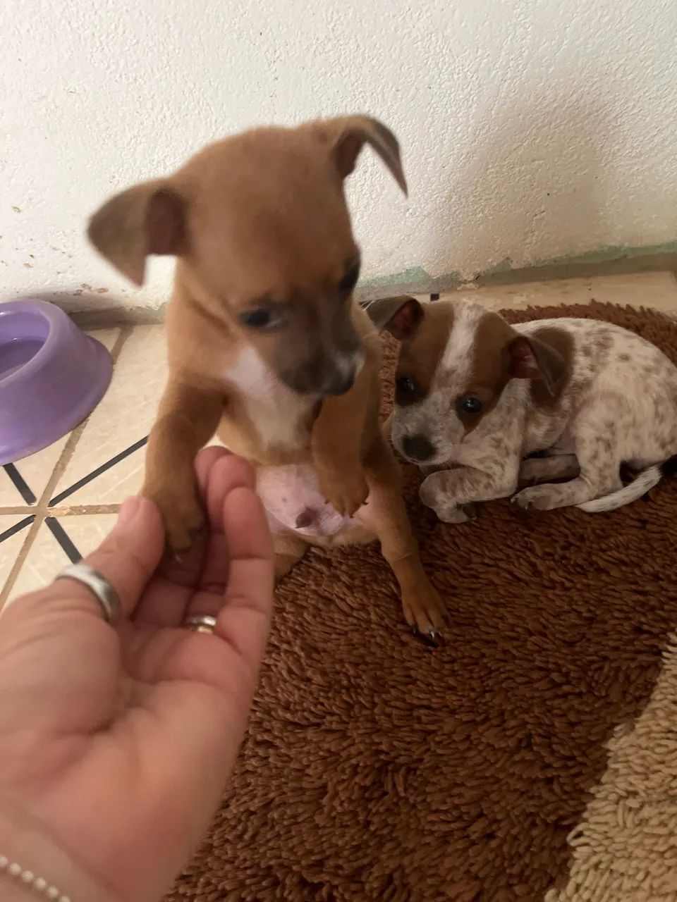 Cachorro pinscher - Foto 2