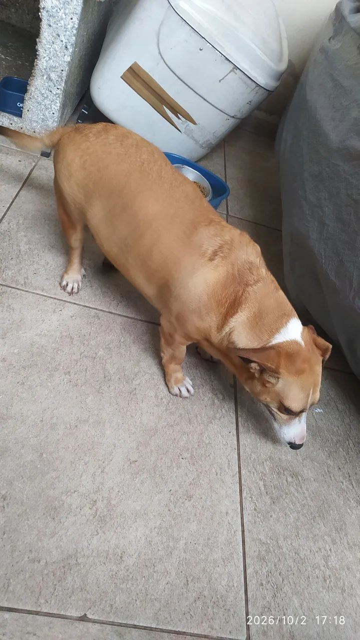 Cachorro para doar  - Foto 2