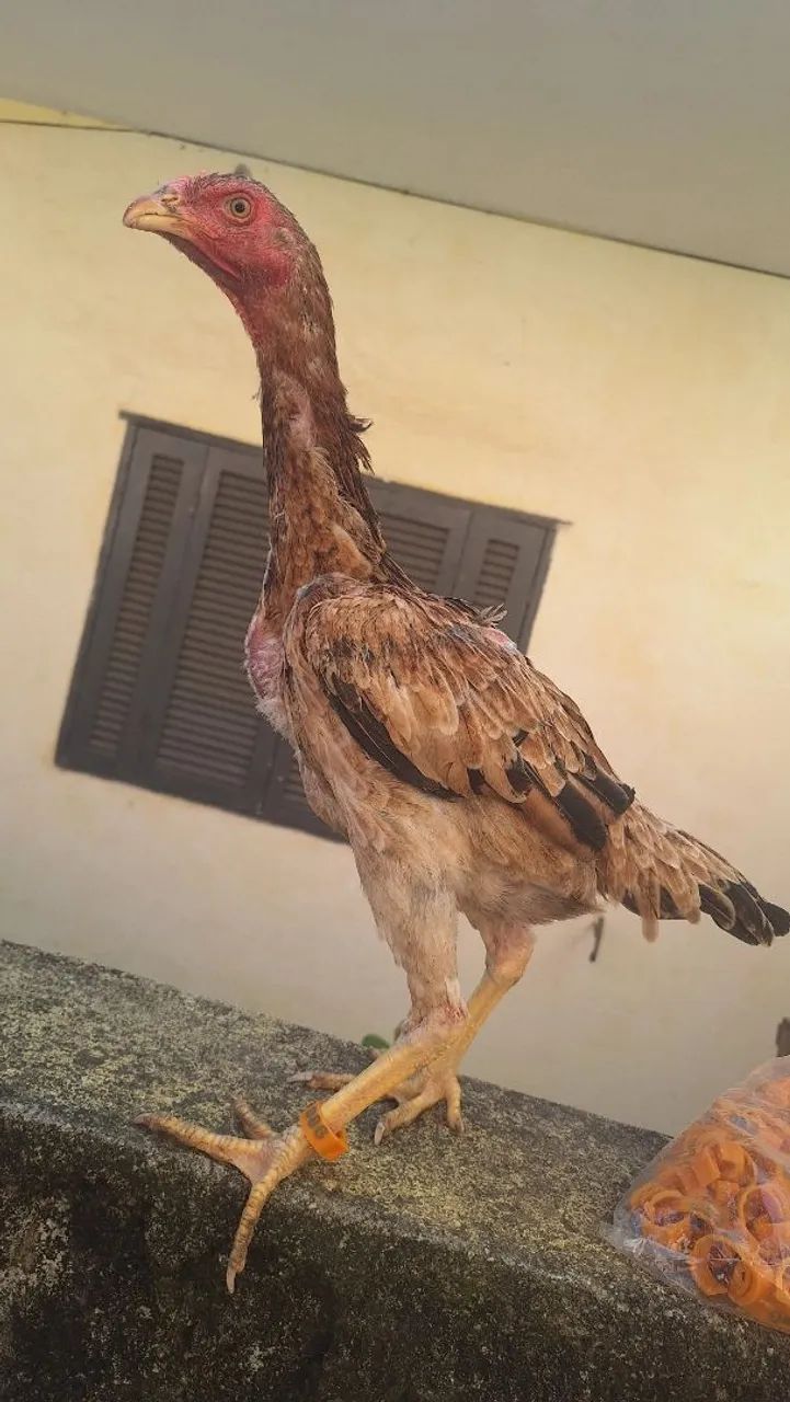 Frangos e galinhas - Foto 2