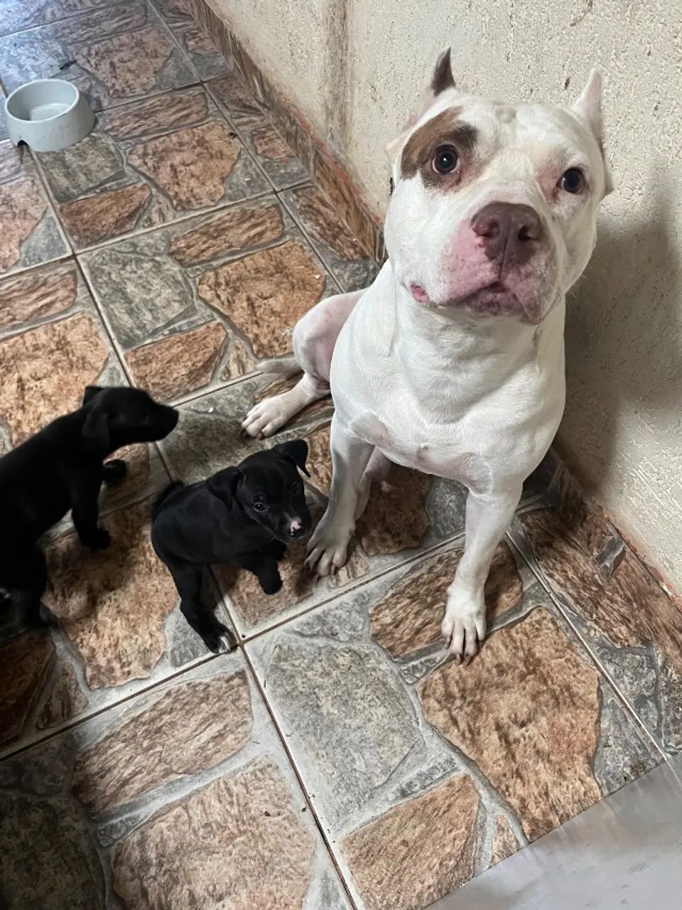 Filhotes de pitbull 