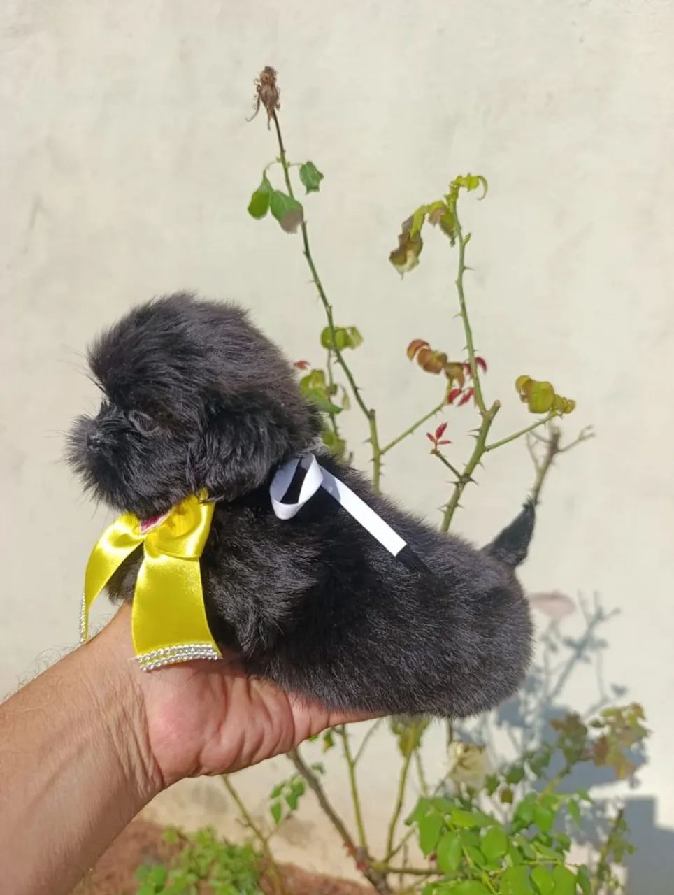 Shih Tzu  - Foto 5
