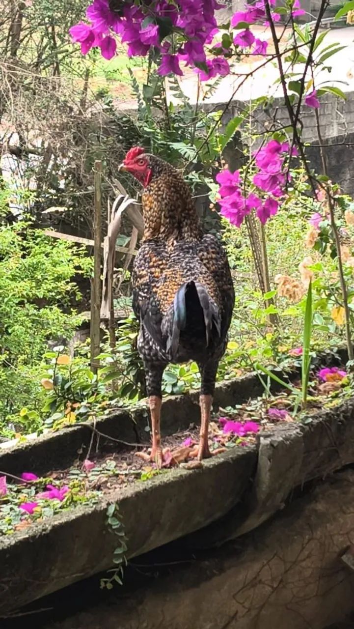 Frangos e patos a venda - Foto 2