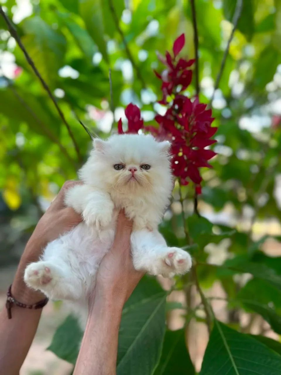Gato persa maravilhoso - Foto 3