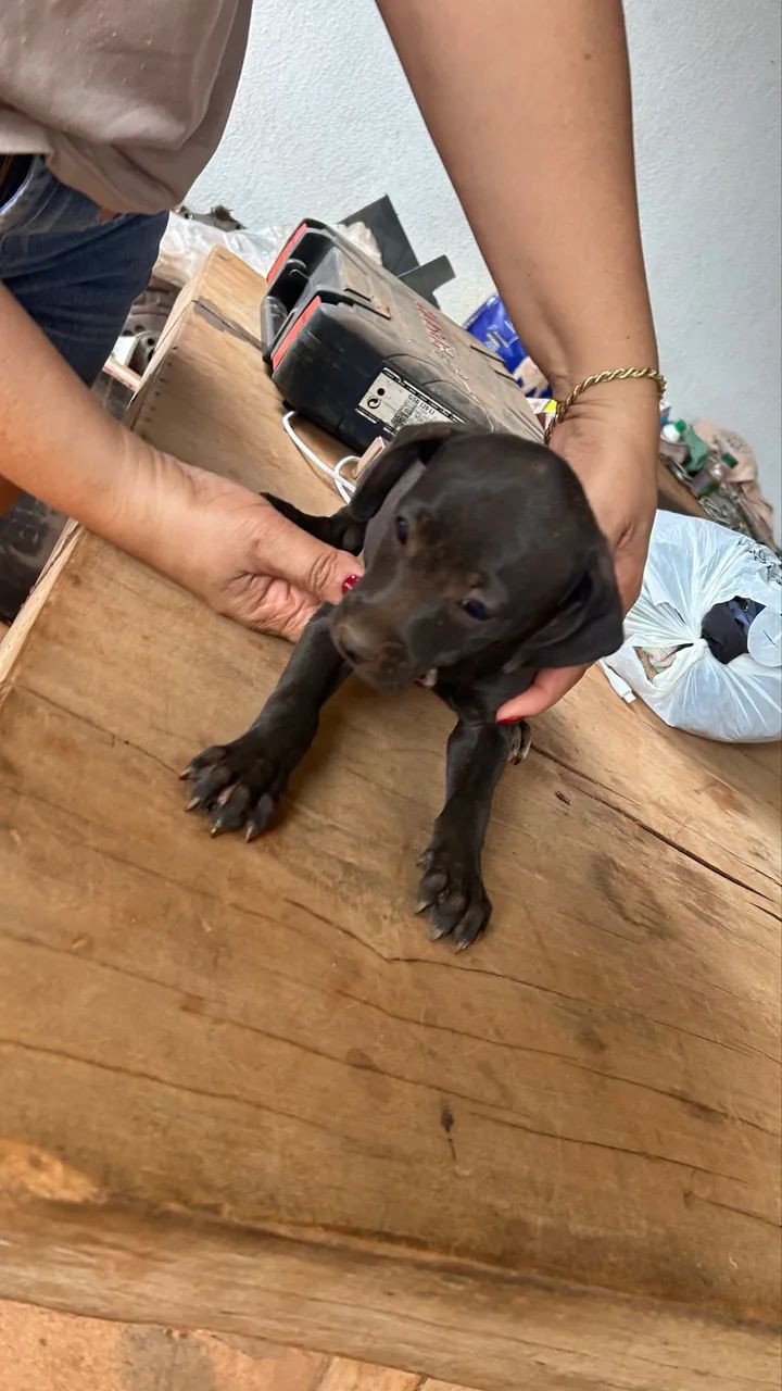 Cães para adoção  - Foto 3