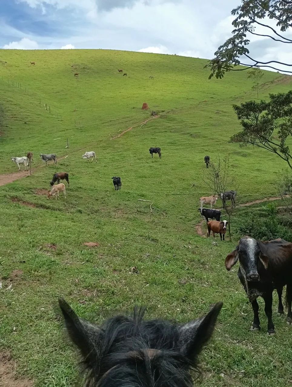 Sitio de 20 alqueires em Cunha - Foto 5