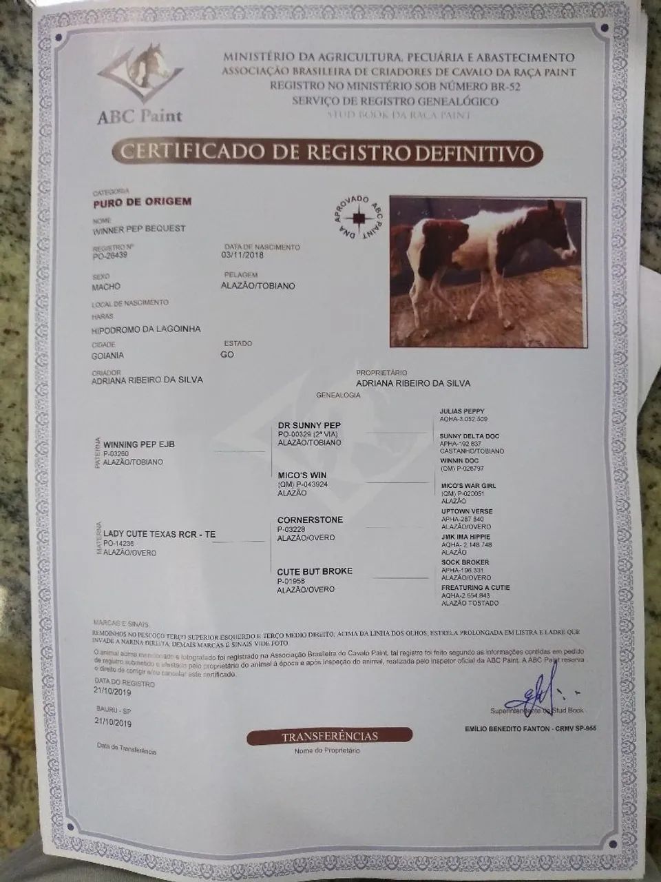 Cavalo Paint horse - Foto 6