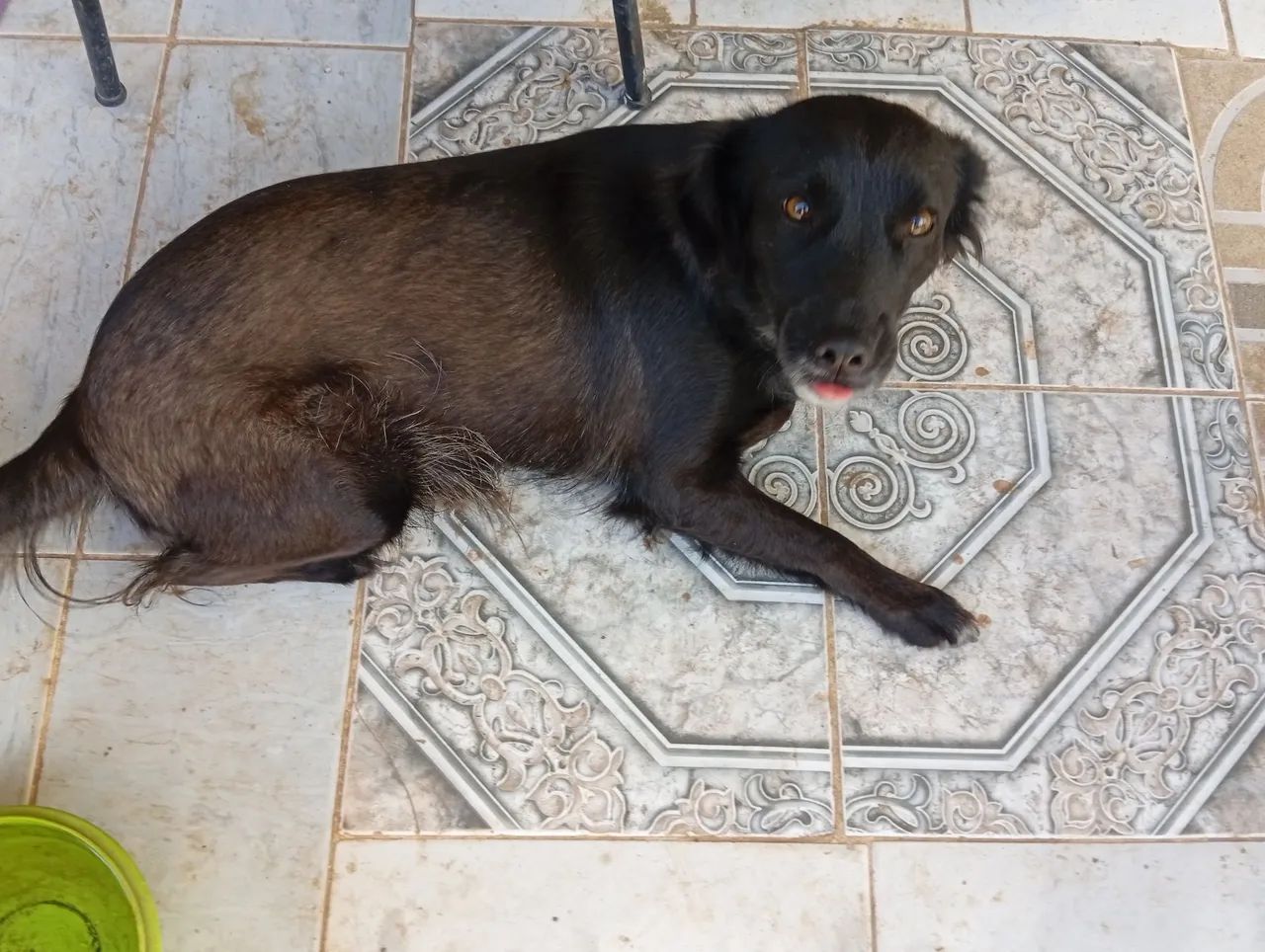 Doação cachorra