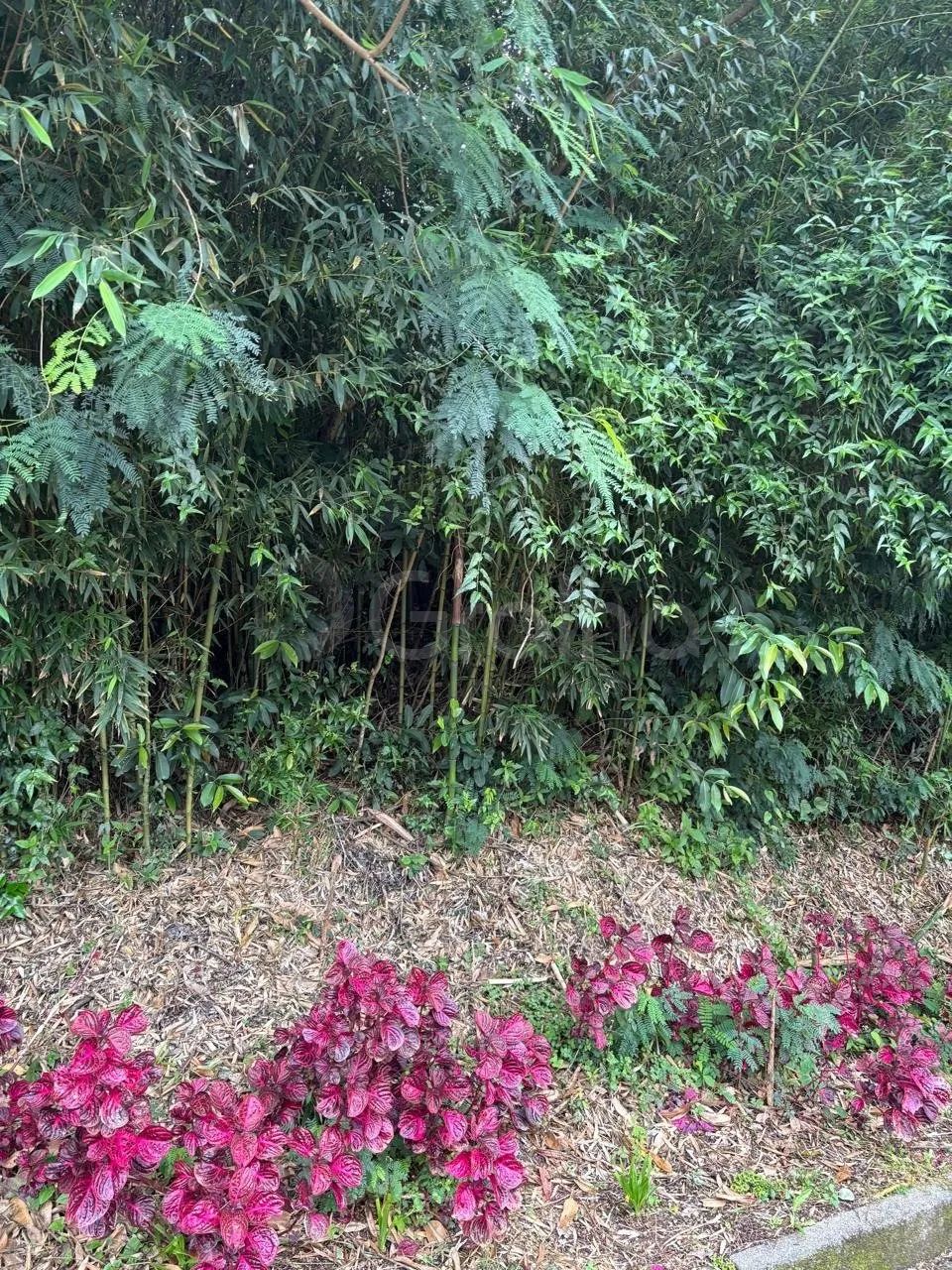 Terreno de 417m² na Trindade - Foto 3
