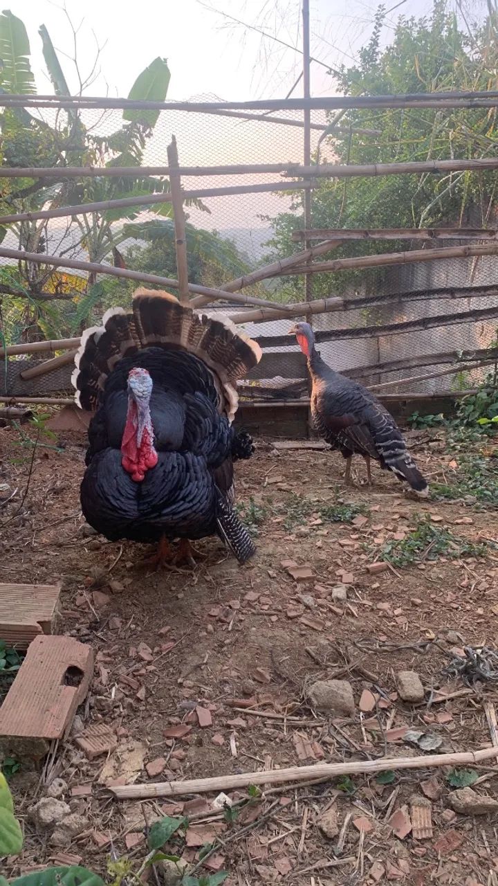 Vendo casal de peru  - Foto 2