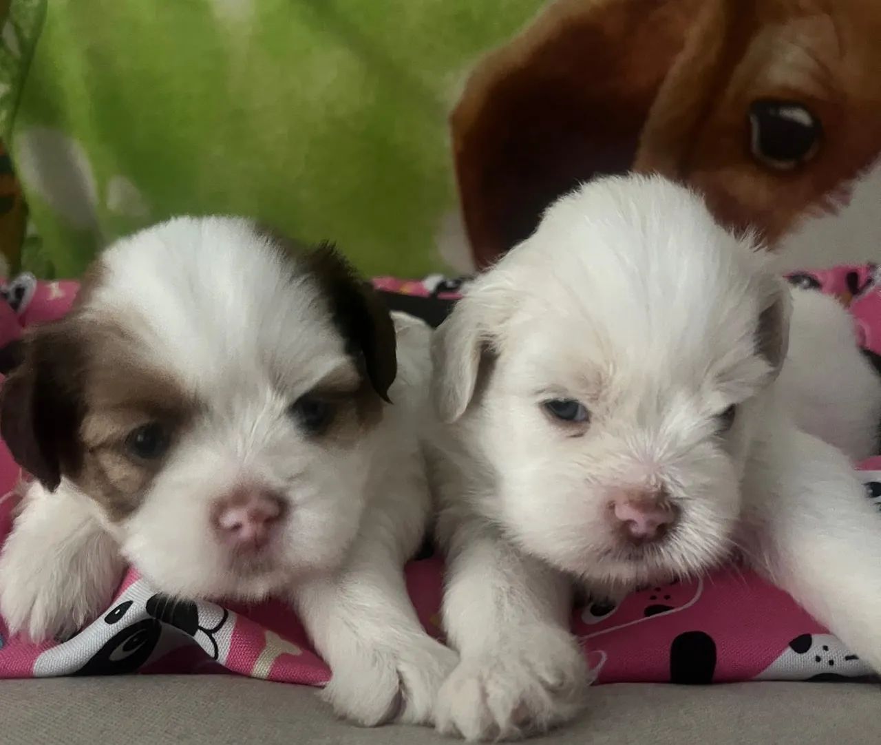 Fofinhos lhasa Apso  - Foto 3