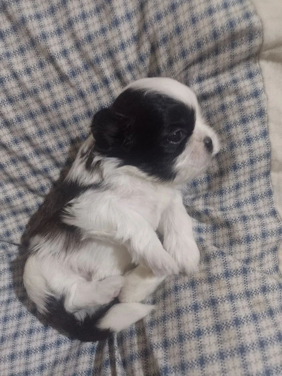Cachorro