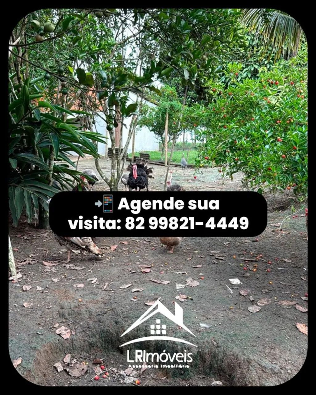 Sítio para Venda em Flexeiras, 3 dormitórios, 2 banheiros, 5 vagas - Foto 2