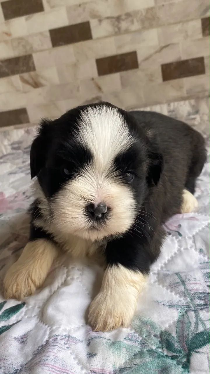 Vendo shitzu  - Foto 4