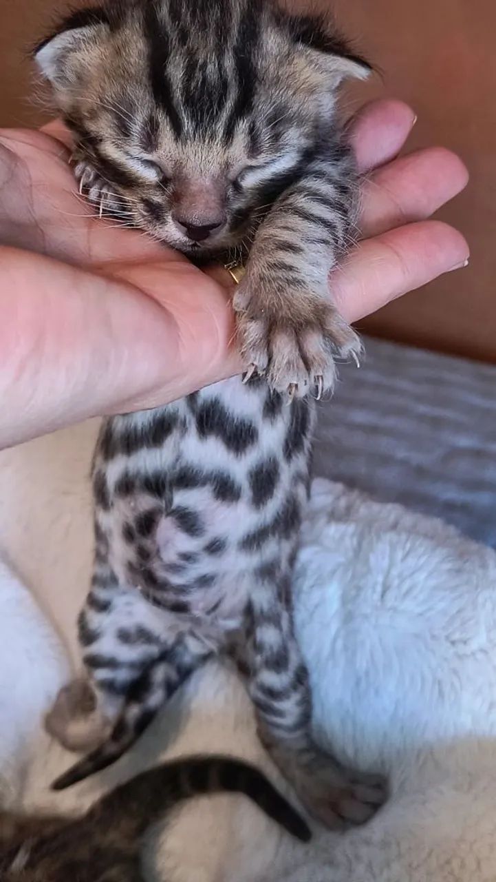 Bengal gato de bengala com PEDIGREE  - Foto 3