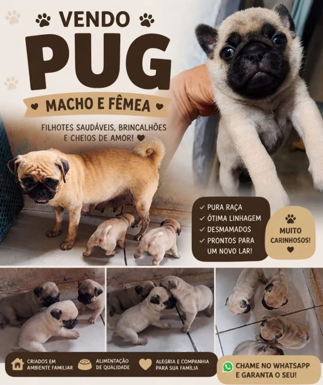 Filhote de Pug disponível 