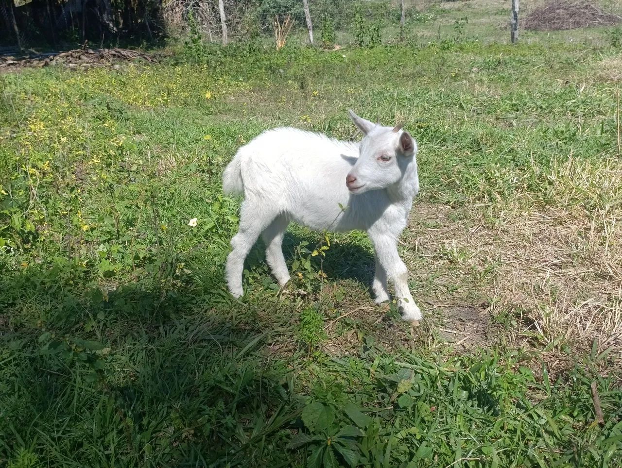 Mini cabra 