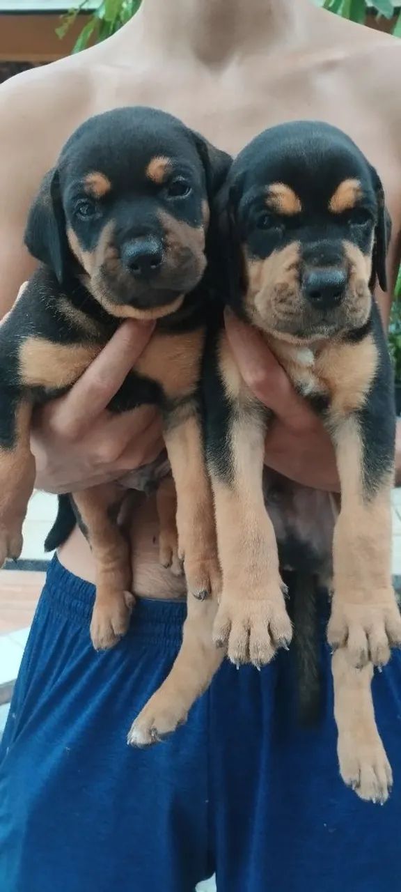 Rottweiler e Pincher  - Foto 5