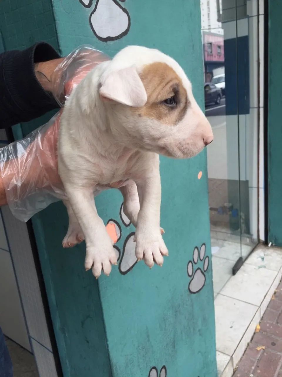 Bull Terrier Saudável e Pronto para Entrega