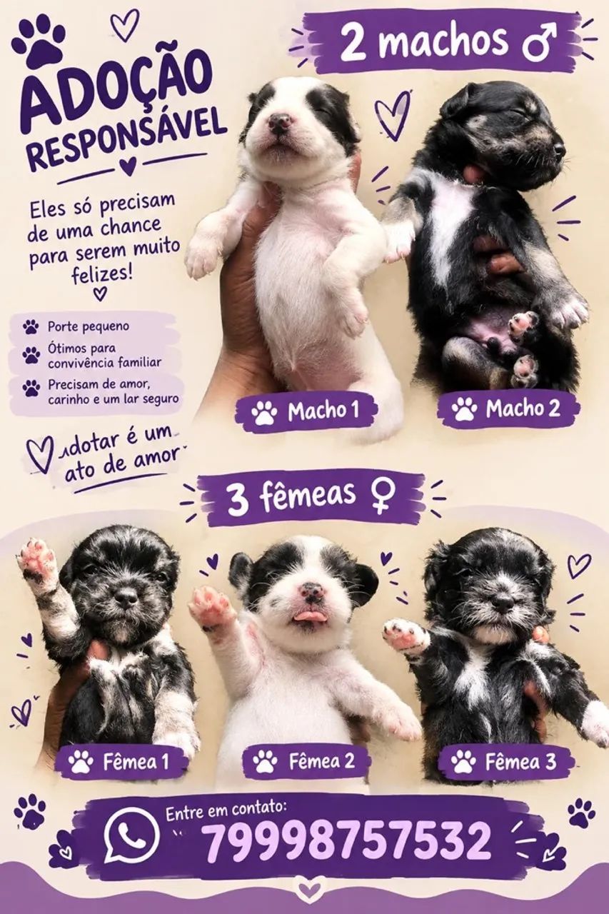 Pets para doação 