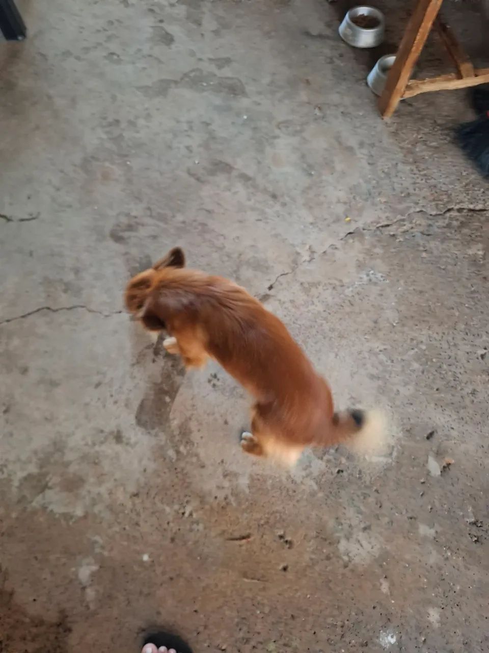Cachorro vira lata - Foto 2