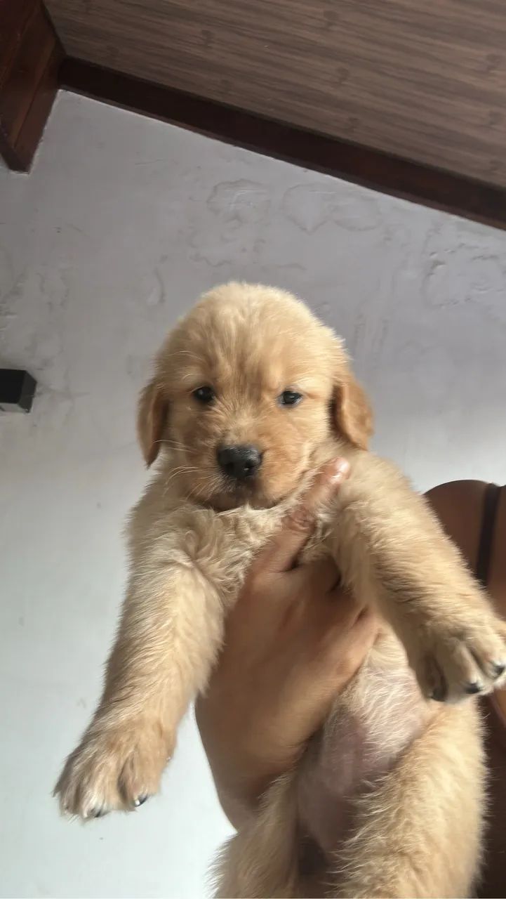 Cachorro 