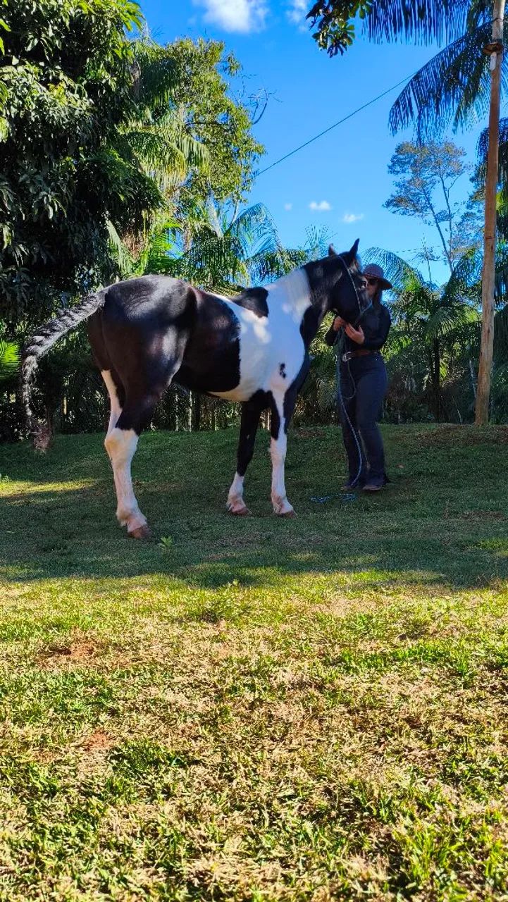 Garanhão MM  - Foto 5