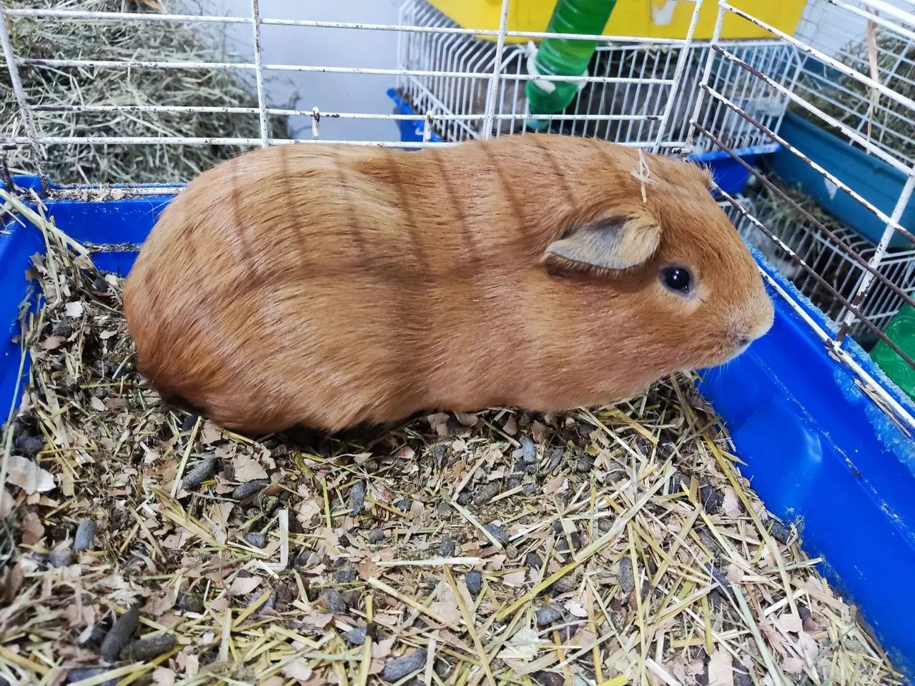 Cuy gigante - Foto 4