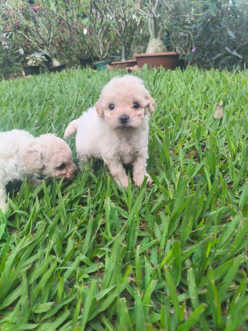 Poodle macho toy $2.300,00 - Foto 4