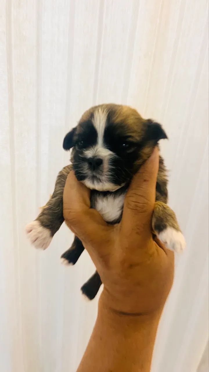 CACHORRO Shitszu s  - Foto 2