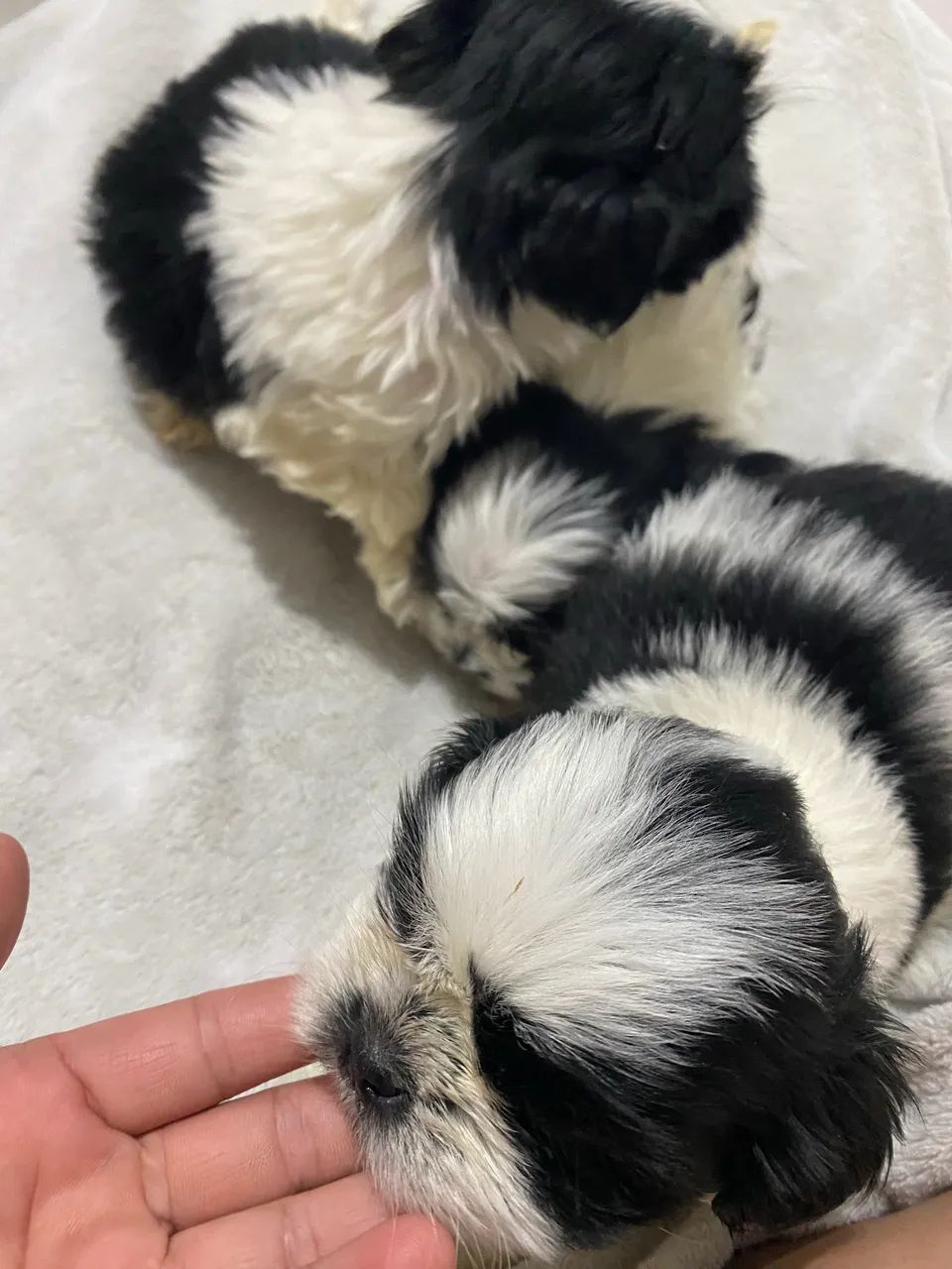 Filhos machos shihtzu - Foto 5
