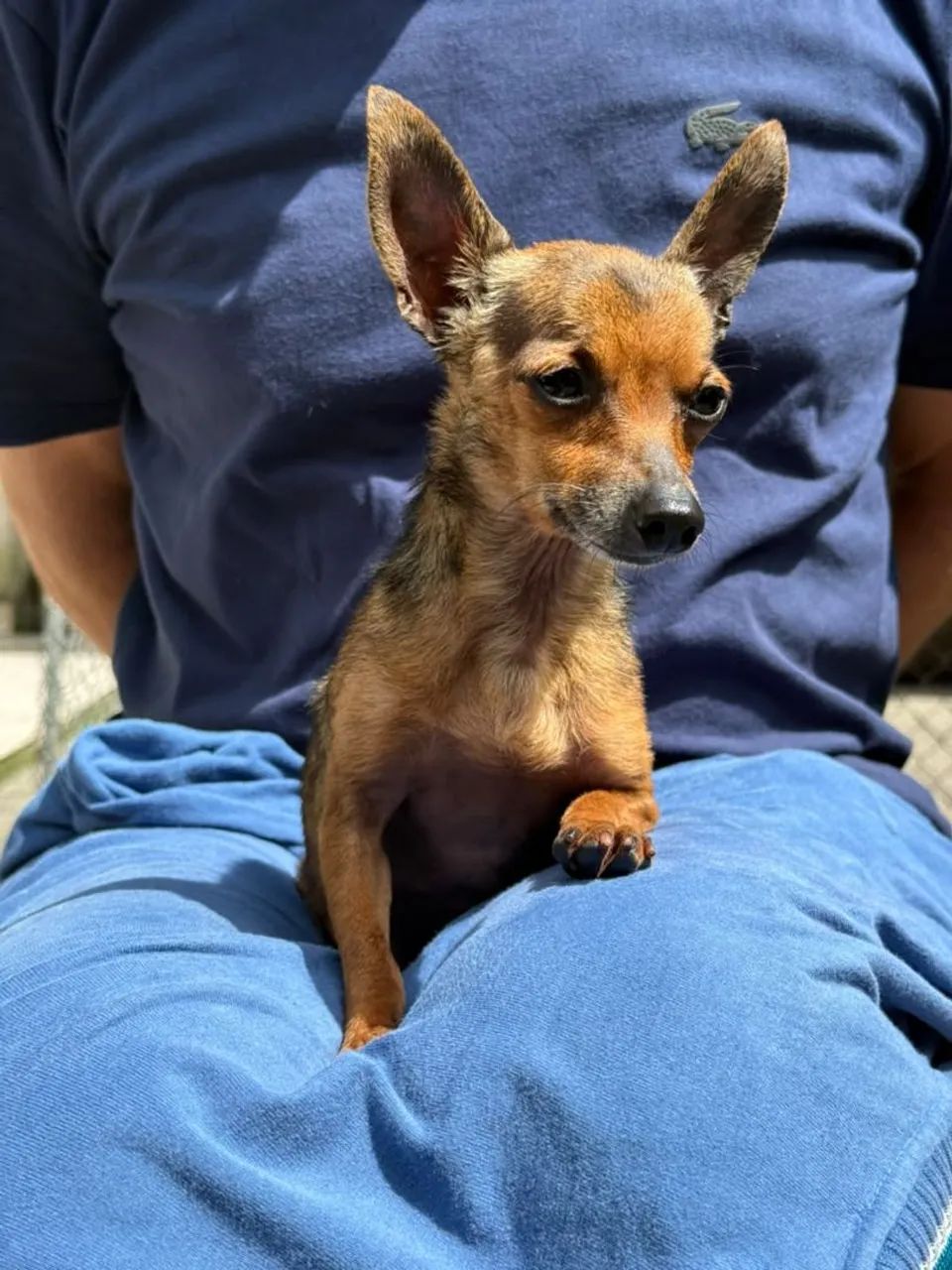 Pinscher padreador. - Foto 5