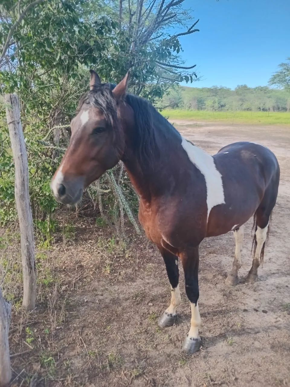 Cavalo Mangalarga Marchador - Marcha Picada | 6 anos - Foto 3
