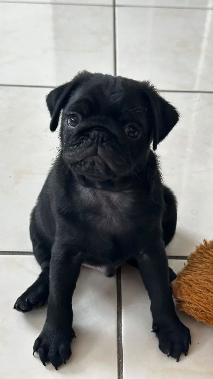 Filhote de Pug  - Foto 4