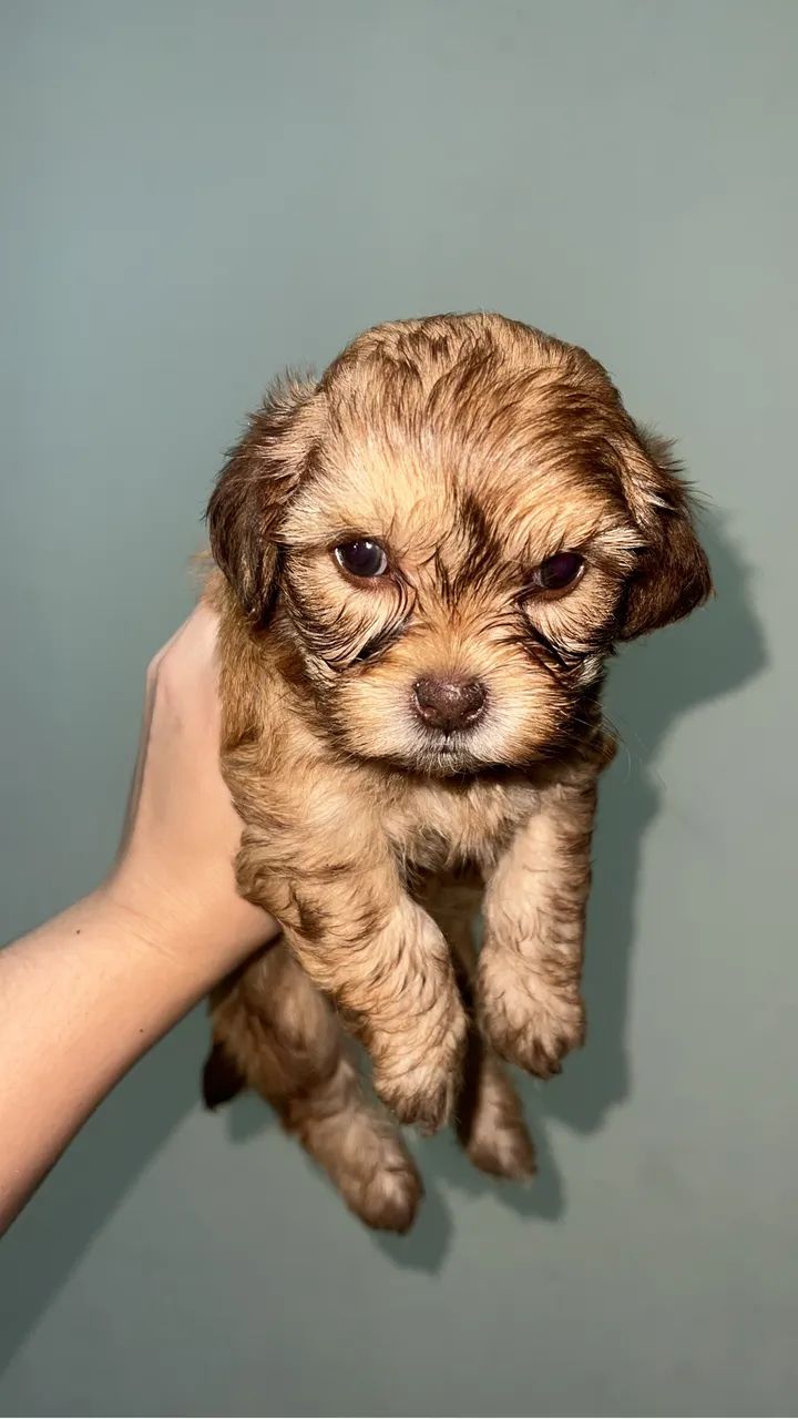Lhasa apso - Foto 2