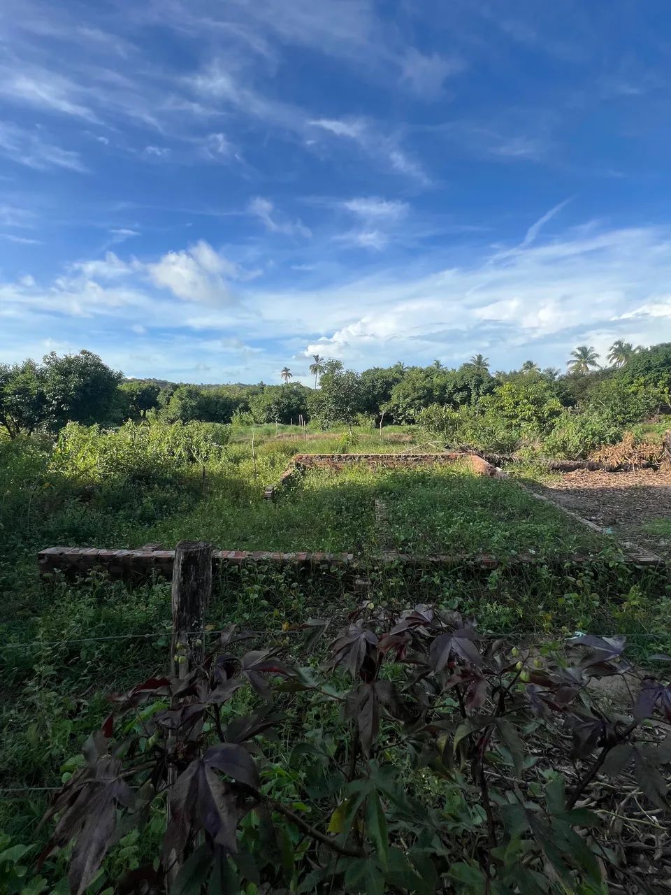 TERRENO EM PEROBA - MARAGOGI - Foto 2