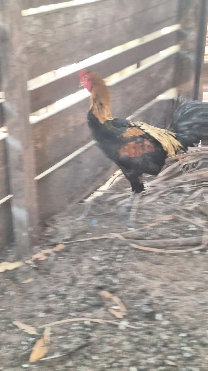 Galo  - Foto 3