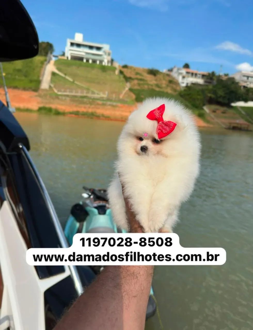 SPITZ ALEMÃO ANÃO ( LULU DA POMERÂNIA) - Foto 2
