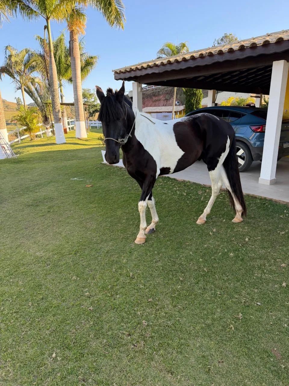 Vendo cavalo garanhão, campolino, pampa de preto e branco - Foto 3