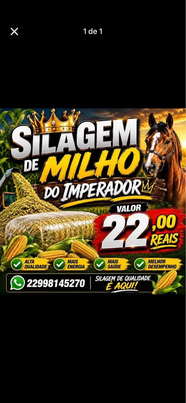 SILAGEM DE MILHO