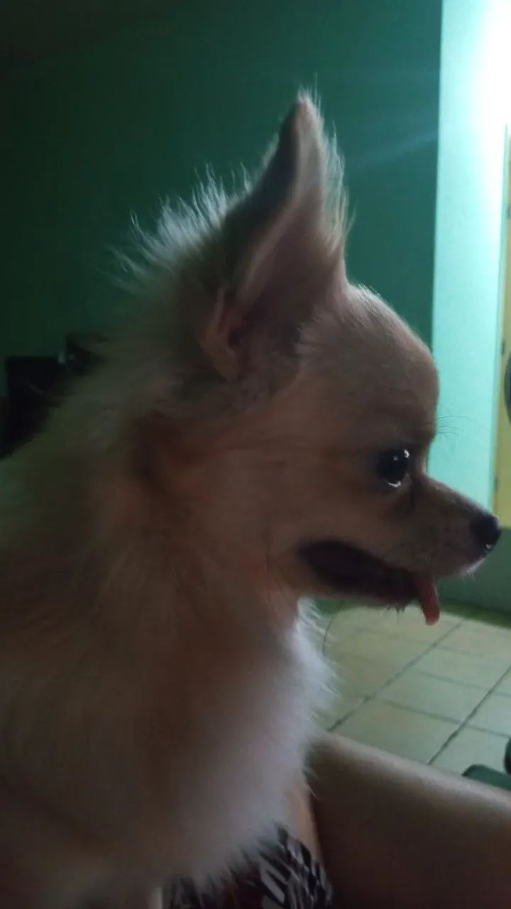 Chihuaua macho - Foto 3
