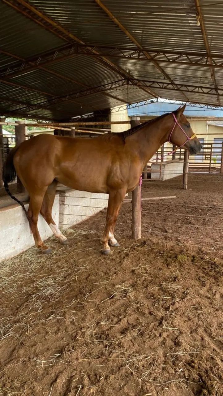 CABRESTOS ARTESANAIS PARA CAVALOS E POTROS - GP Traias - Foto 4