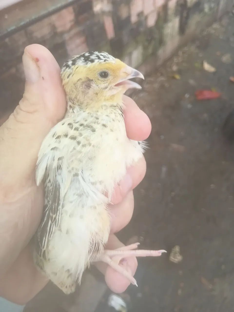 VENDO LINDOS FILHOTES DE CODORNAS - Foto 3