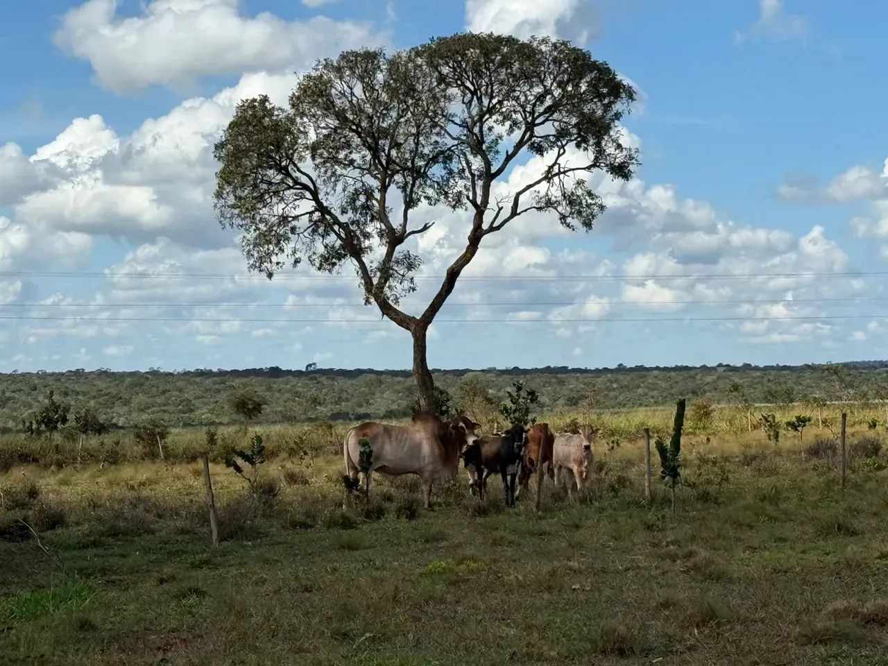 CÓD. 501  Chácara à venda com 31,9 hectares em Sidrolândia/MS - Foto 5