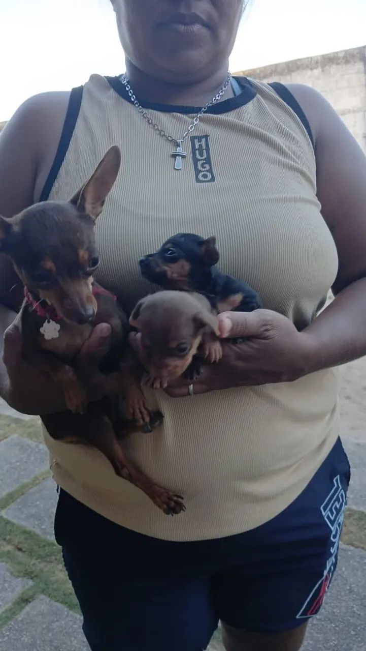 Pinscher zeroooo  - Foto 5
