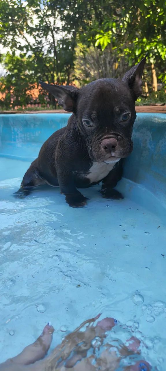 Filhote American bully