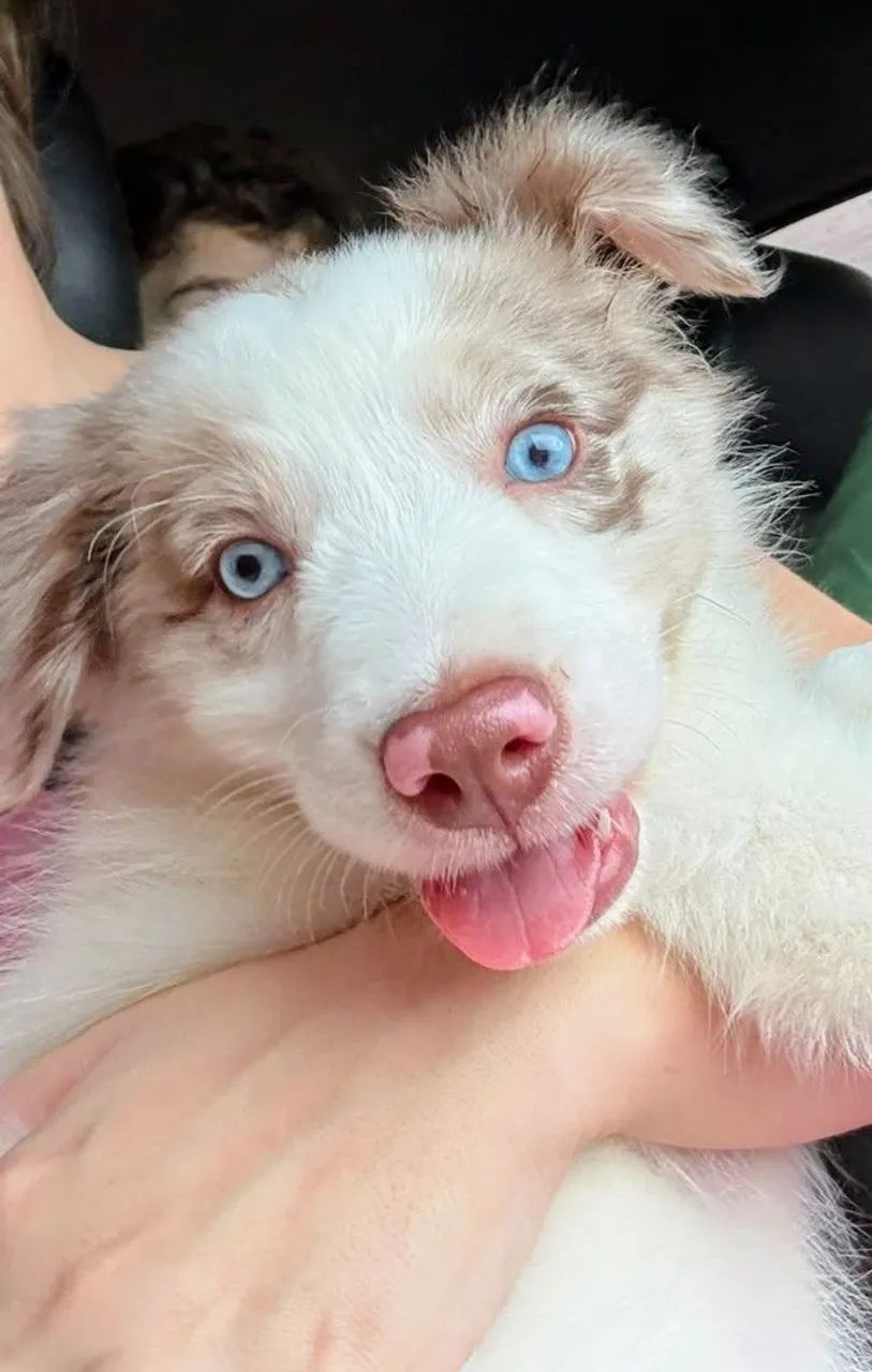 Border collie fêmea 